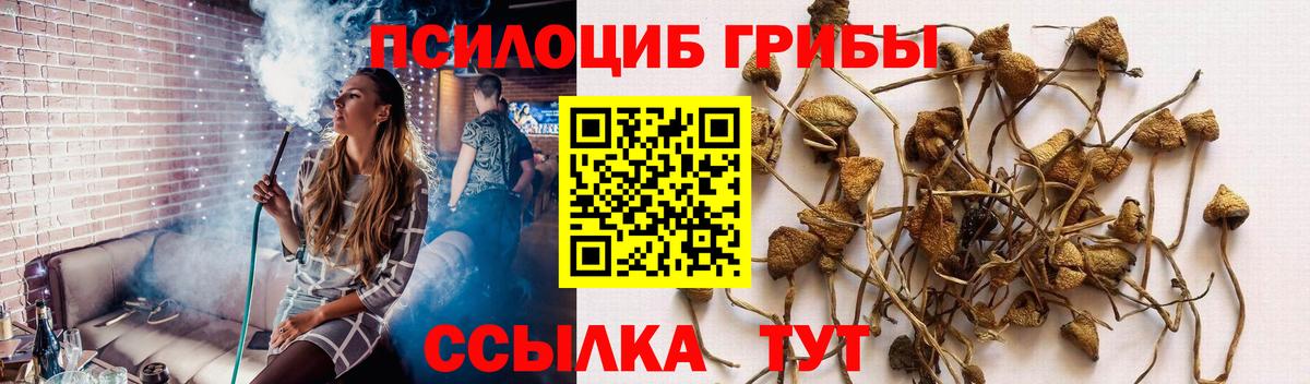 Ишим  Псилоцибиновые грибы Cubensis  Псилоцибиновые грибы Psilocybine cubensis  Вход с VPN 